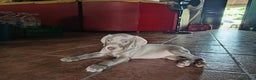 Weimaraner perros en venta: Braco de Weimar. - Anuncio 2