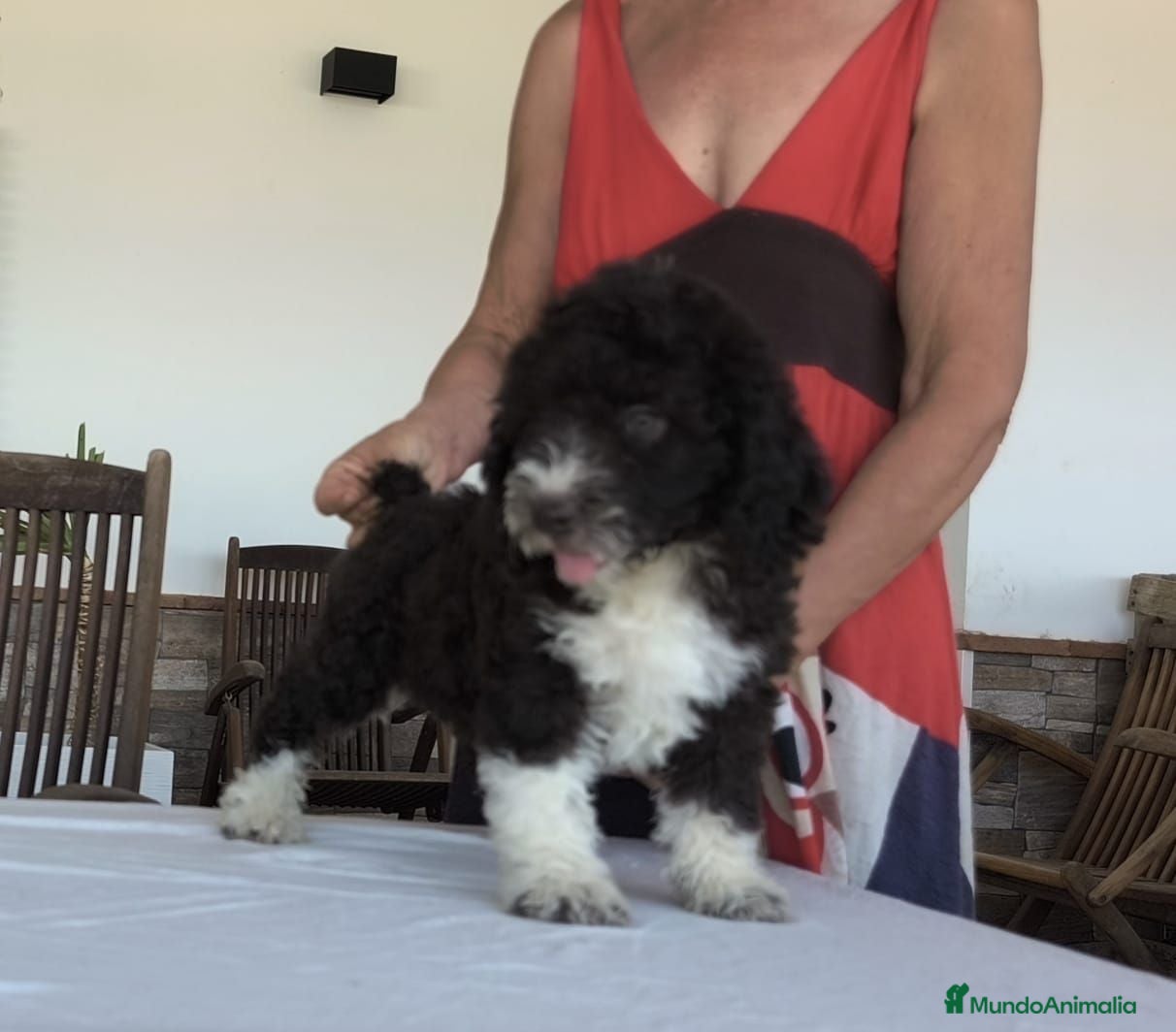 Perro de Agua Español perros Perros de agua  - Anuncio 1