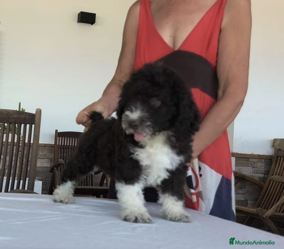 Perro de Agua Español perros en venta: Perros de agua  - Anuncio 1
