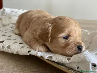 Maltipoo perros en venta: Camada de Maltipoo en Mallorca - Anuncio 2