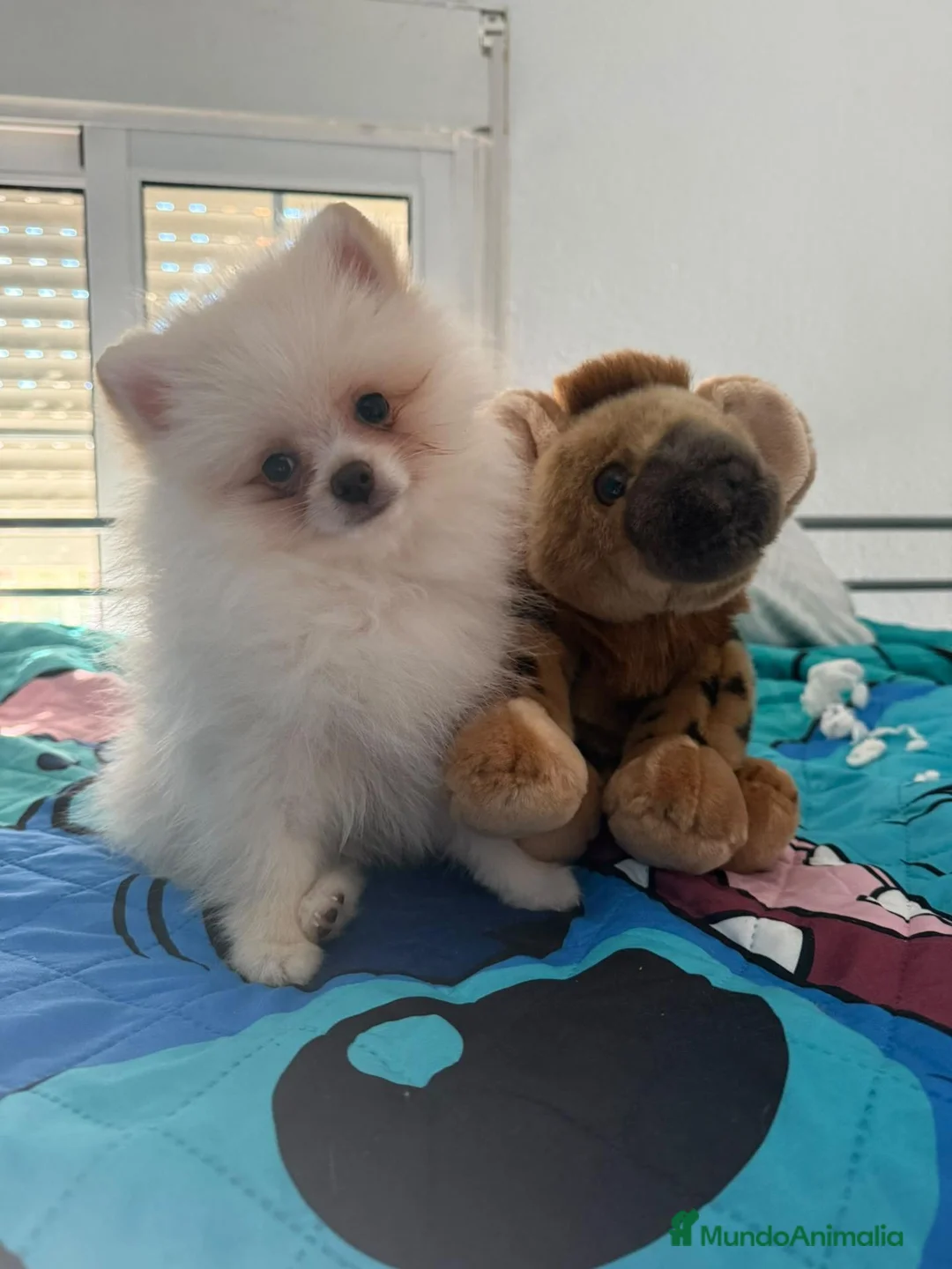 Pomerania perros en venta: Pomerania - Anuncio 2