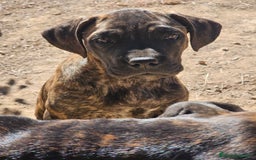 Cane Corso perros en venta: Cachorros Cane Corso - Imagen 2