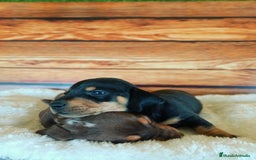 Teckel Miniatura perros en venta: TECKEL NEGRO FUEGO - Imagen 2