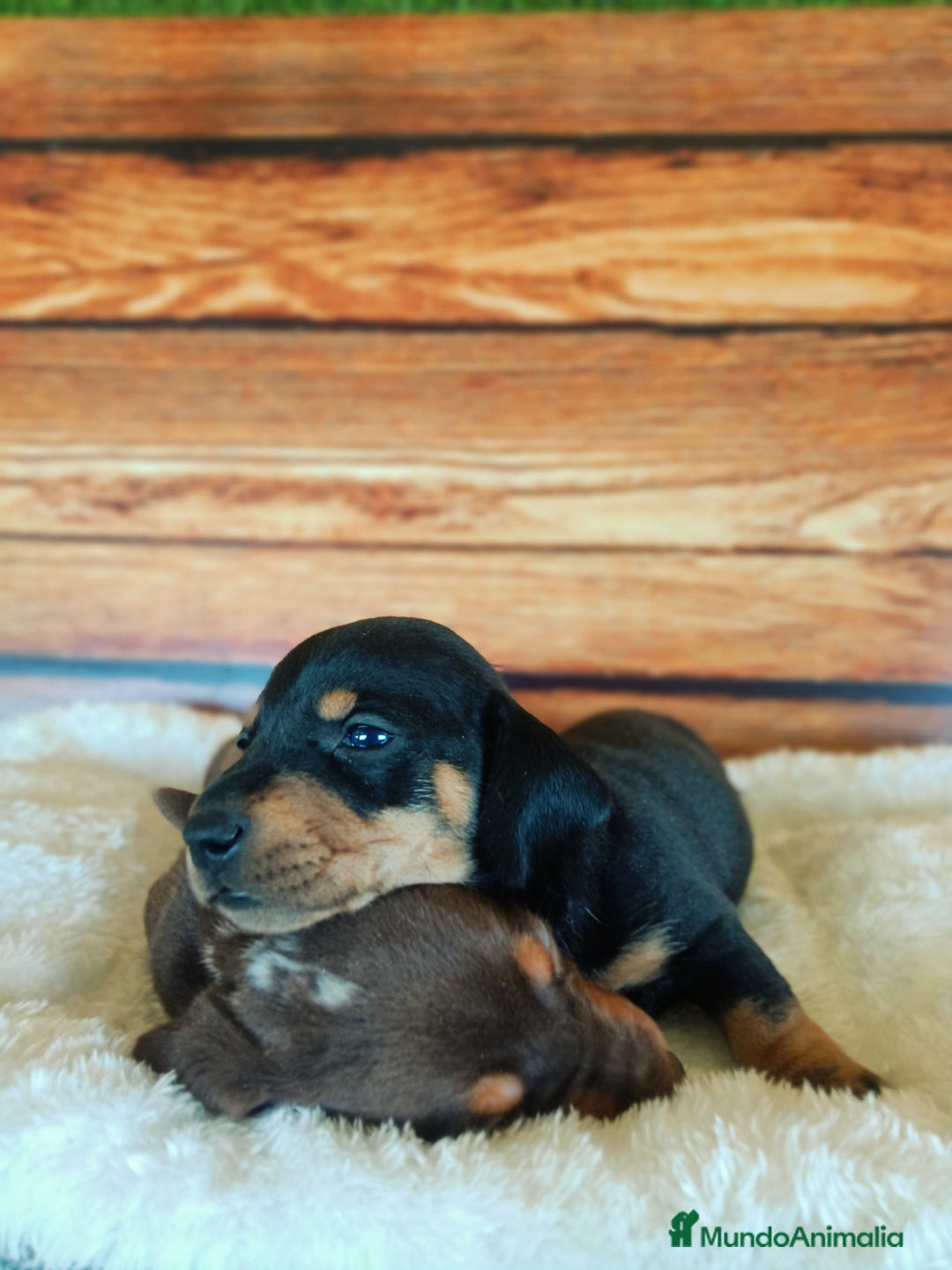 Teckel Miniatura perros en venta: TECKEL NEGRO FUEGO - Imagen 2