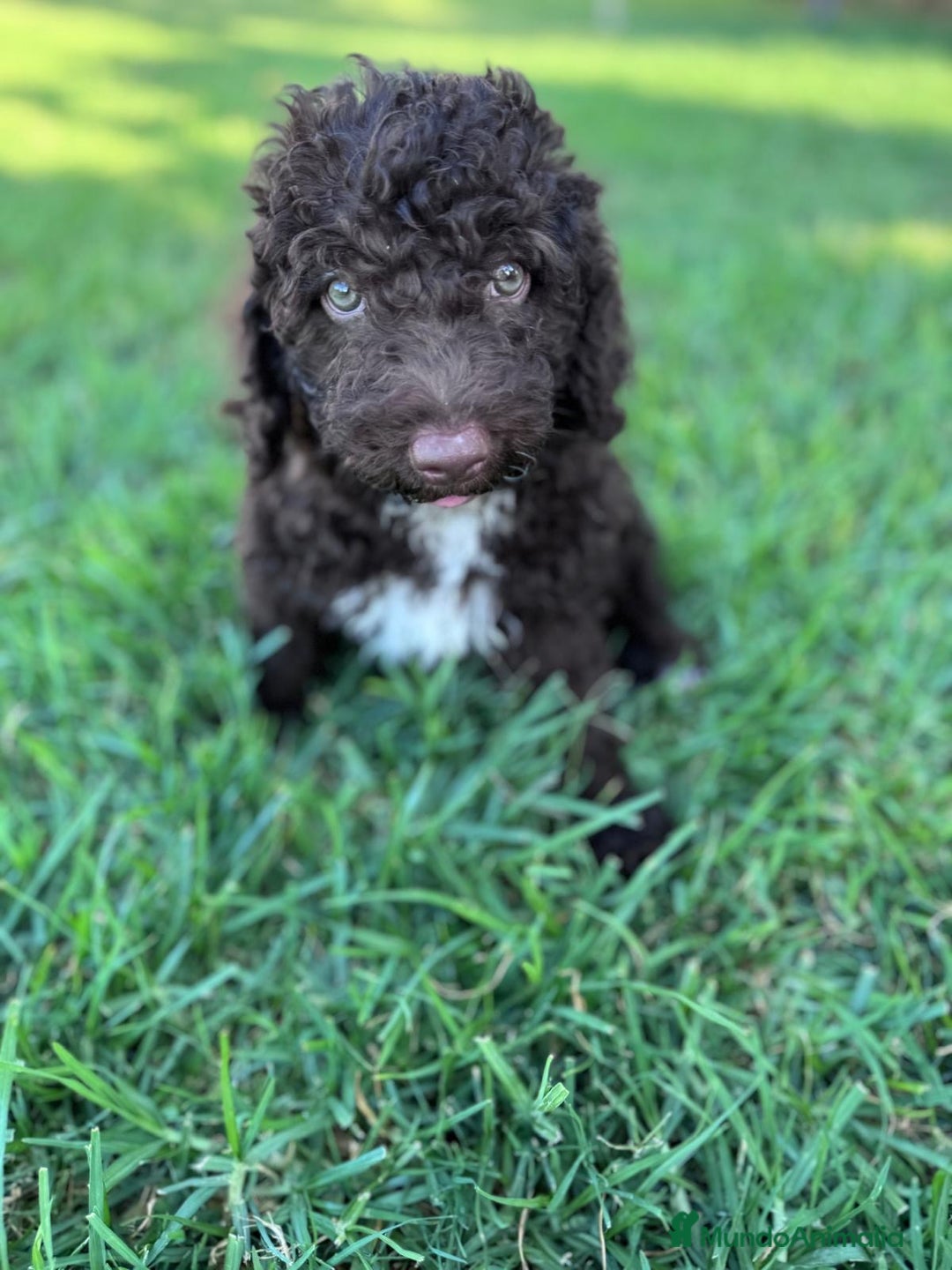 Perro de Agua Español perros en venta: PERRO DE AGUA ESPAÑOL - Imagen 3