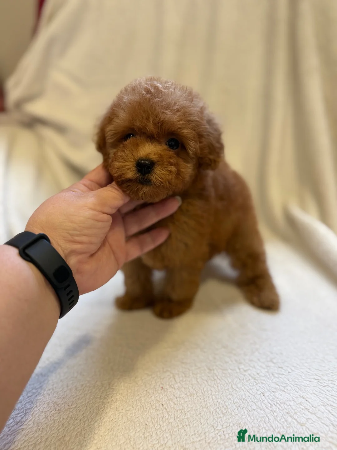 Caniche Toy perros en venta: Monísima hembra de Caniche Toy en La Rioja - Anuncio 2
