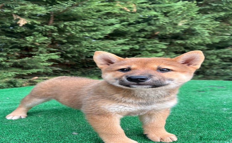 Shiba Inu perros - Anuncio 11