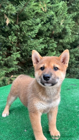 Shiba Inu perros - Anuncio 2
