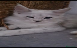 Maine Coon gatos en venta: Camada Arlequín  - Imagen 8
