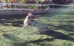 Chihuahua perros en venta: Chihuhuas - Imagen 2