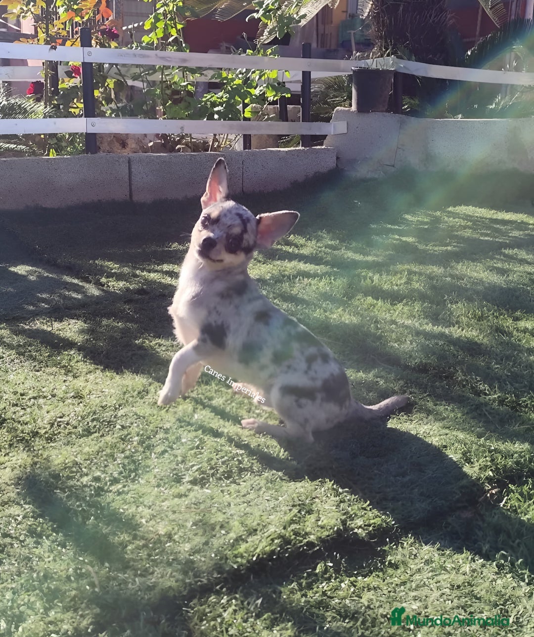 Chihuahua perros en venta: Chihuhuas - Imagen 2