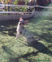 Chihuahua perros - Anuncio 1