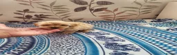 Maltipoo perros en venta: Maltipoo - Anuncio 7
