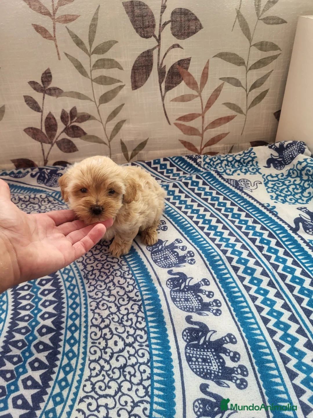 Maltipoo perros en venta: Maltipoo - Anuncio 7