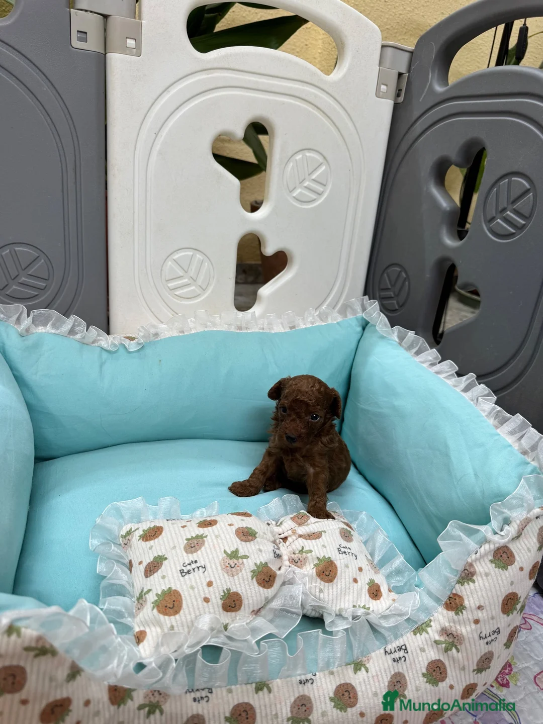 Caniche Toy perros en venta: Caniche Toy macho disponible - Anuncio 4
