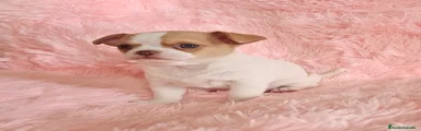 Chihuahua Cachorro 1