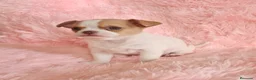 Chihuahua perros en venta: Chihuahua miniatura  - Anuncio 10