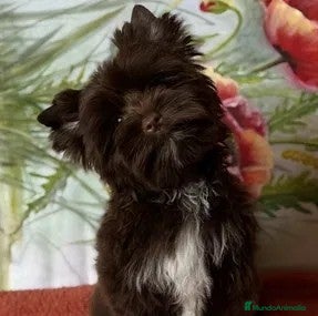 Yorkshire Terrier perros Exclusiva hembra Yorkshire Chocolate  - Anuncio 4