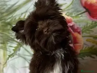 Yorkshire Terrier perros Exclusiva hembra Yorkshire Chocolate - Anuncio 4