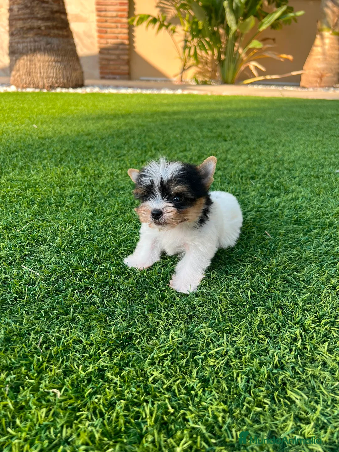 Biewer Yorkshire Terrier a la Pom Pon perros en venta: Beawer Yorkshire disponibles🐶🐾🔥 - Anuncio 1