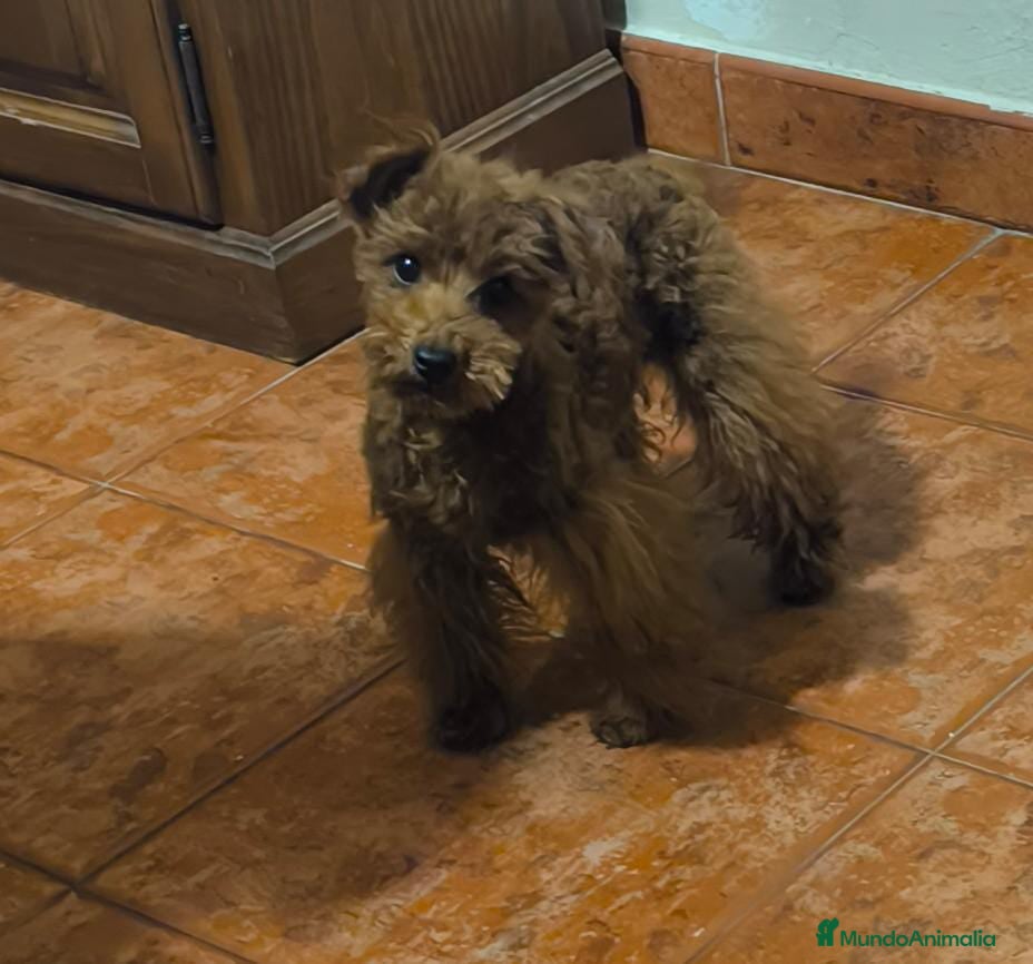 Caniche Toy perros Caniche toy macho rojo  - Anuncio 13