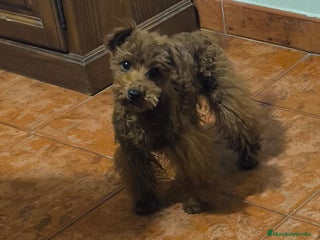 Caniche Toy perros Caniche toy macho rojo - Anuncio 13