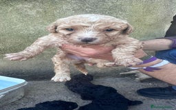 Perro de Agua Español perros en venta: PERRO DE AGUA ESPAÑOL - Anuncio 2