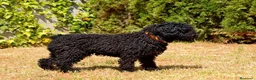 Perro de Agua Español perros en venta: PERRO DE AGUA  - Anuncio 33