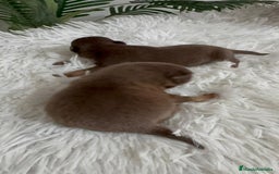 Chihuahua perros en venta: CHIHUAHUA CHOCOLATE AND TAN - Imagen 5