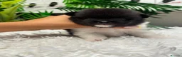 Pomerania perros en venta: POMERANIA - Anuncio 5