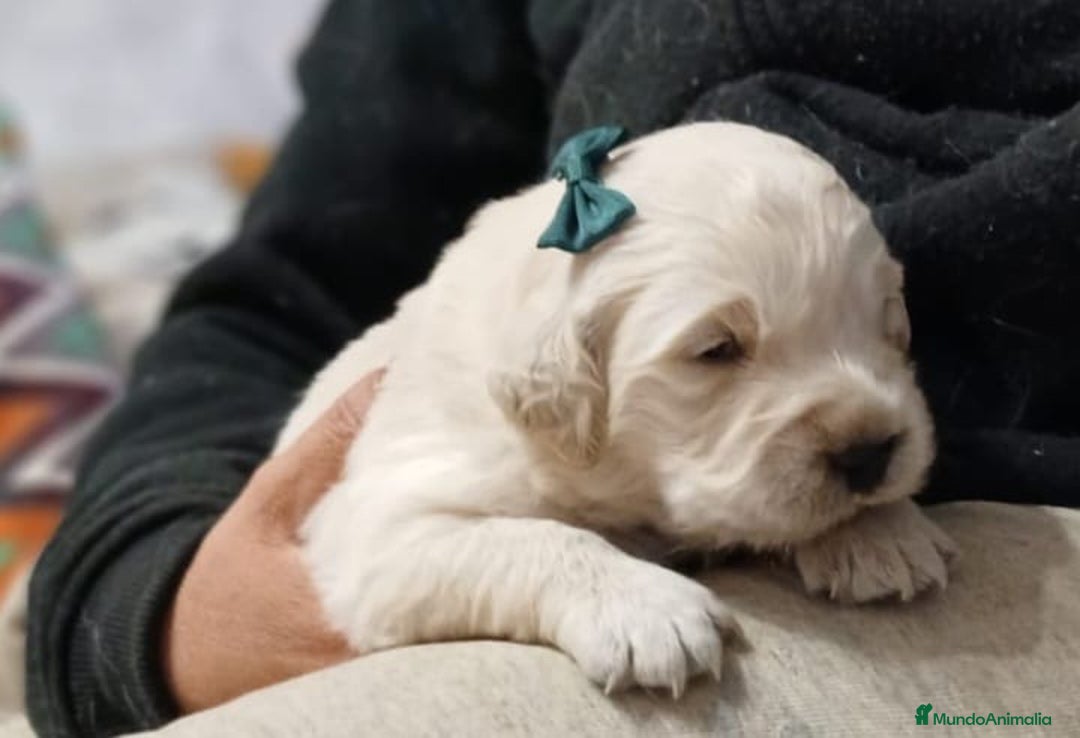 Golden Retriever perros en venta:  GOLDEN RETRIEVER ( 621123874 ) - Anuncio 6