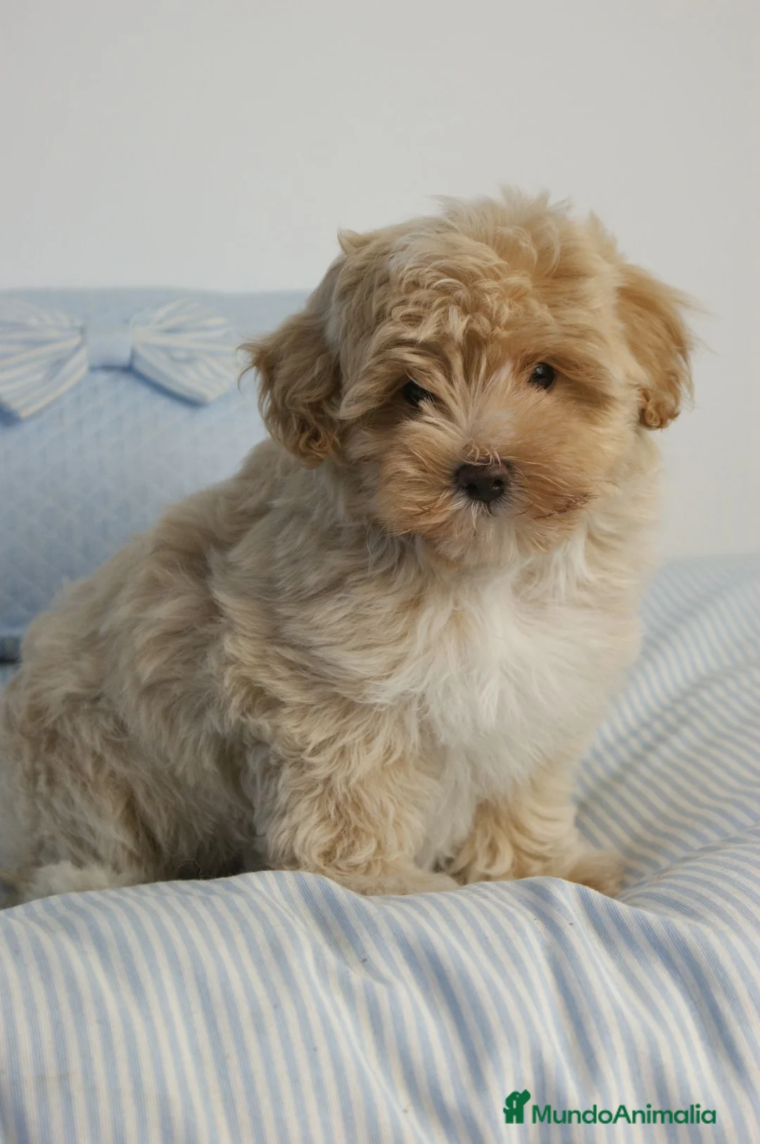 Maltipoo perros en venta: CACHORRO DE MALTIPOO - Anuncio 2