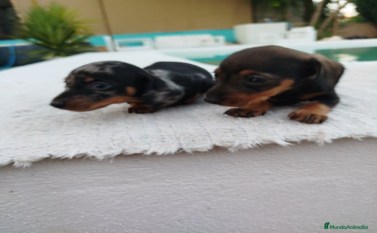 Teckel Miniatura perros - Anuncio 1