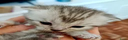 Británico de Pelo Corto gatos en venta:  BRITISH SHORTAIR Se vende - Anuncio 4
