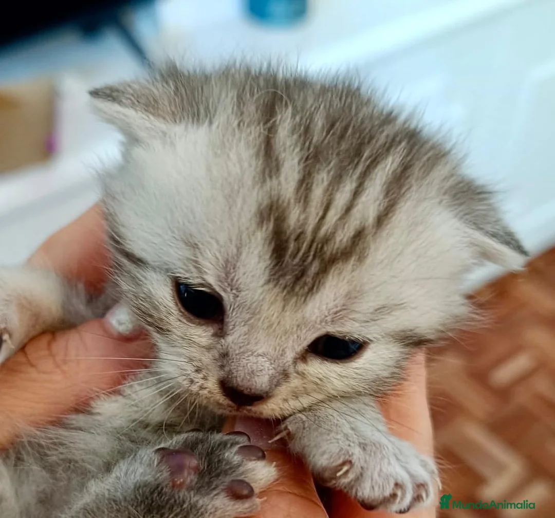 Británico de Pelo Corto gatos en venta:  BRITISH SHORTAIR Se vende - Anuncio 4