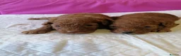Raza Mixta perros en venta: Preciosa camada de caniches muy bonitos  - Anuncio 3