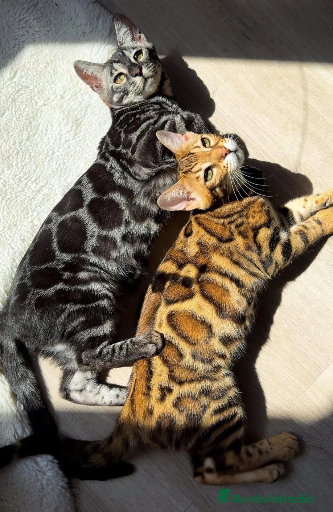 Bengalí gatos en venta: Bengali adulto - Anuncio 1