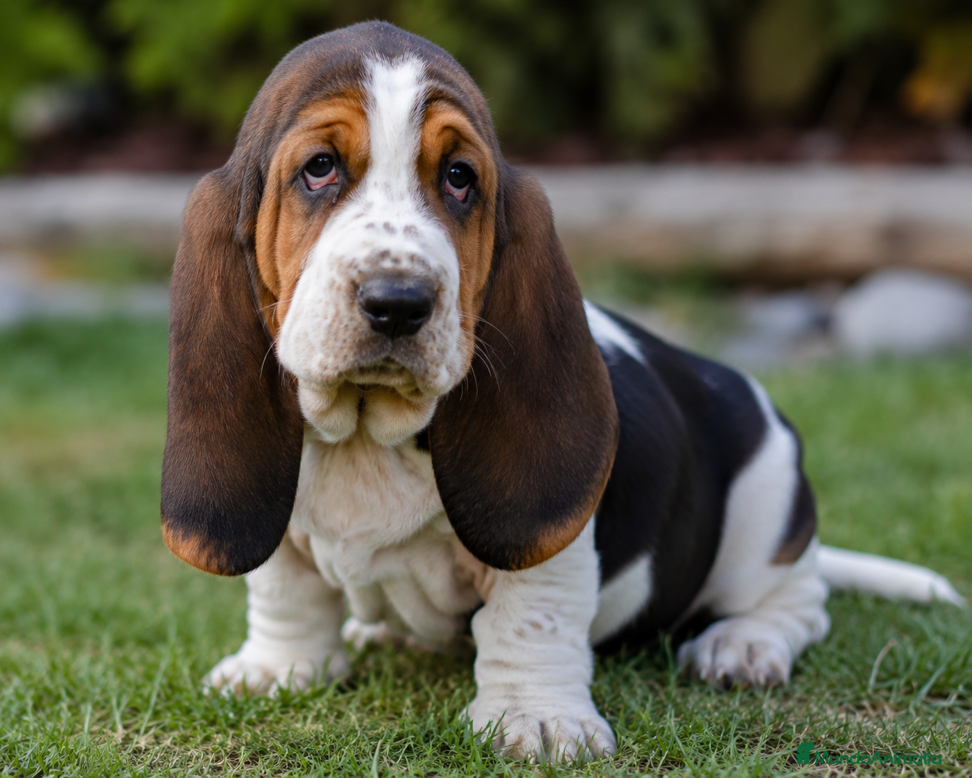 Basset Hound perros Basset hound, machos y hembras disponibles  - Anuncio 1