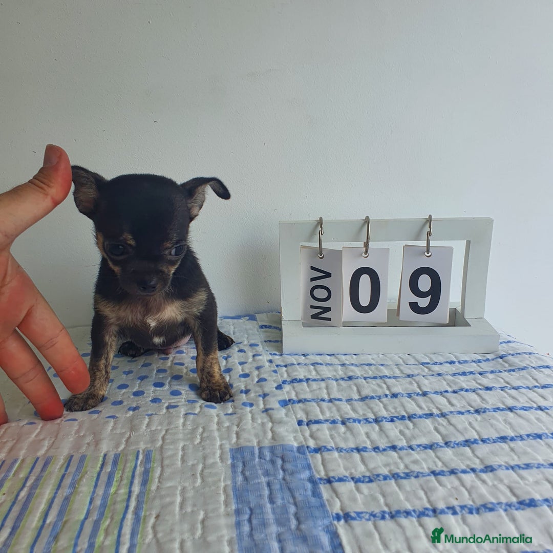 Chihuahua perros en venta: Chihuahua toy - Imagen 6