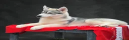 Husky Siberiano perros en venta: Precioso cachorro de husky siberiano - Anuncio 4