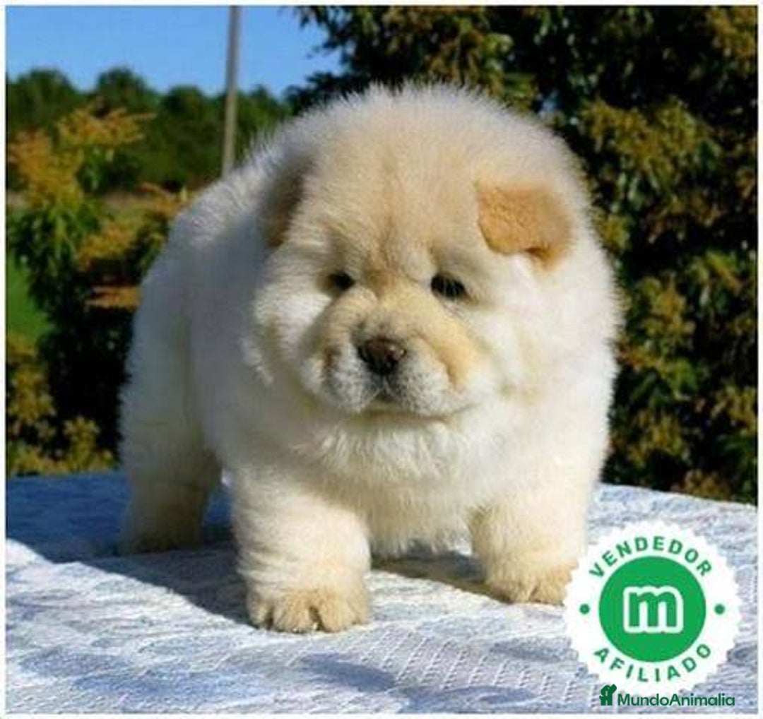 Chow Chow perros en venta: Chow chow hembra crema disponible  - Imagen 1