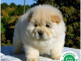 Chow Chow perros - Anuncio 4