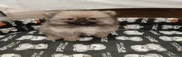 Pomerania perros en venta: Pomerania Toy - Anuncio 2