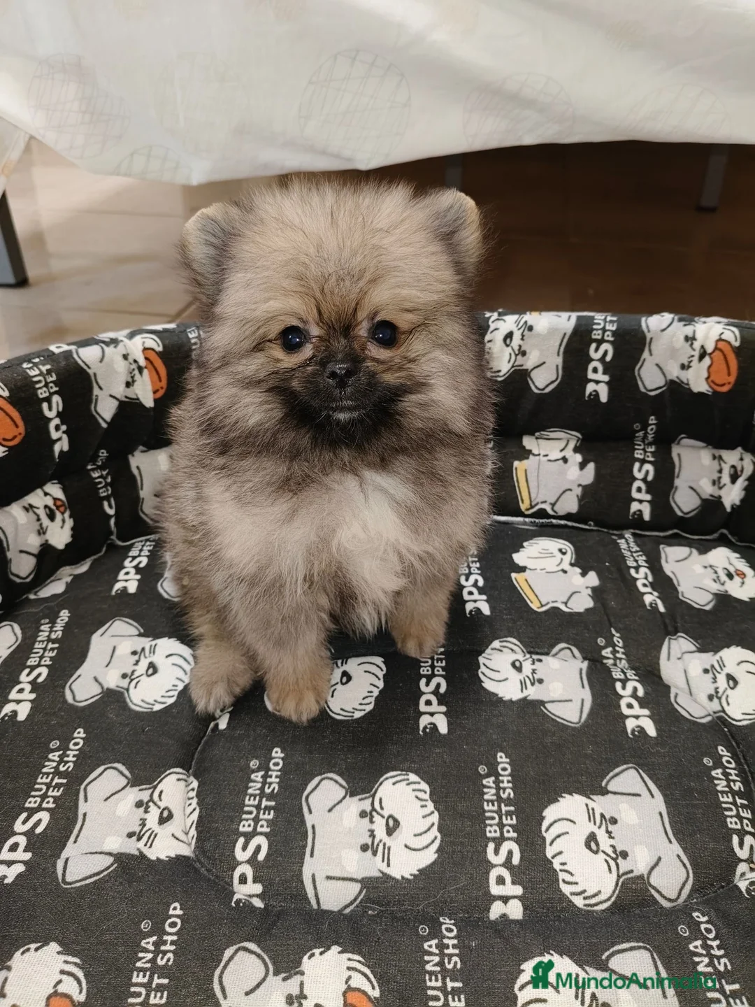Pomerania perros en venta: Pomerania Toy - Anuncio 2
