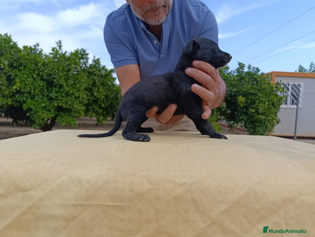 Galgo Español perros en venta: camada galgo español - Anuncio 2