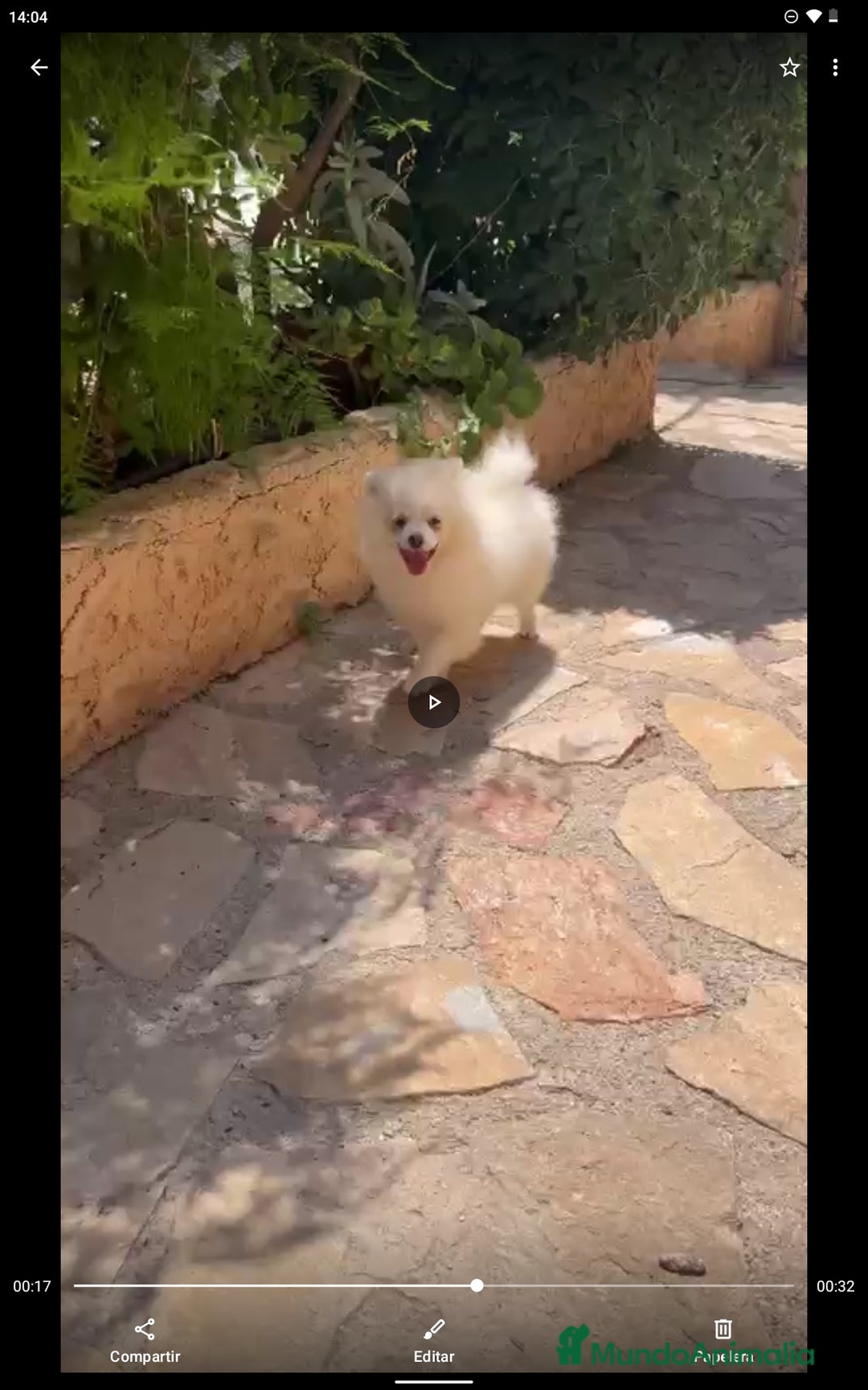 Pomerania perros en venta: 8 meses pomerania macho  - Imagen 1
