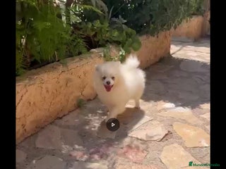 Pomerania perros - Anuncio 7