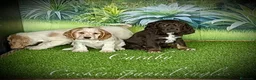 Cocker Spaniel Inglés perros en venta: Cocker Spaniel inglés en Caraby  - Anuncio 9