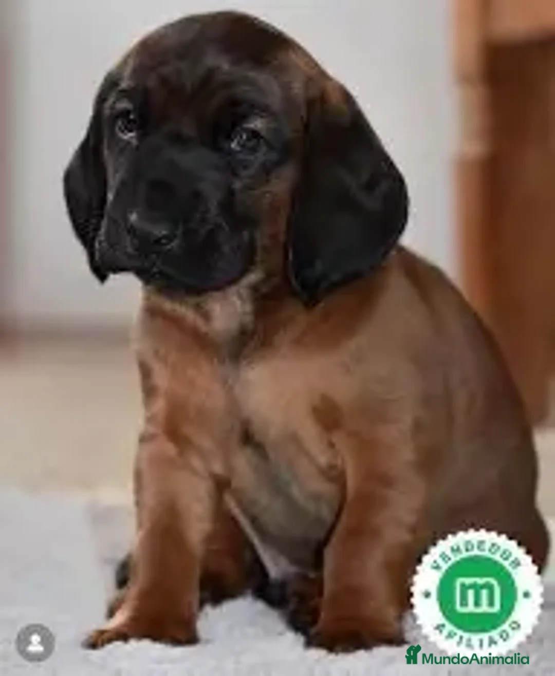 Sabueso de Sangre de Baviera perros en venta: SABUESO DE BAVIERA - 2 MESES en Zaragoza - Anuncio 2