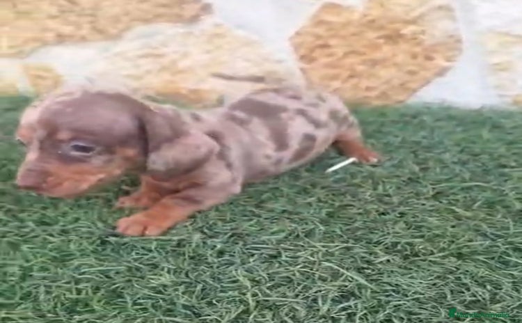 Teckel Miniatura perros Teckel Mini Hembra Arleq.Choco - Anuncio 9